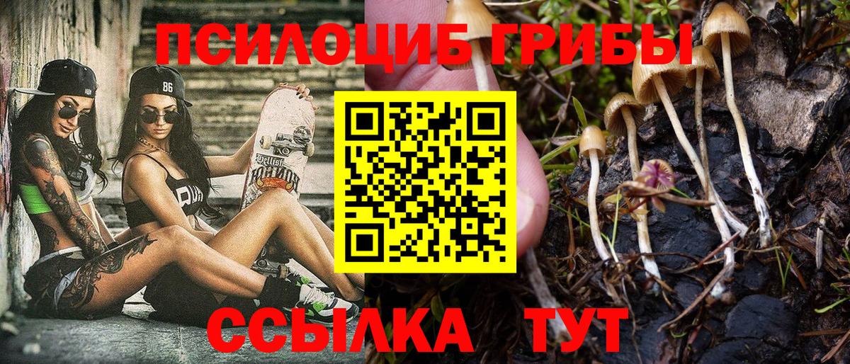 Алейск  как найти   Галлюциногенные грибы Psilocybe  Вход с VPN  Галлюциногенные грибы GOLDEN TEACHER 